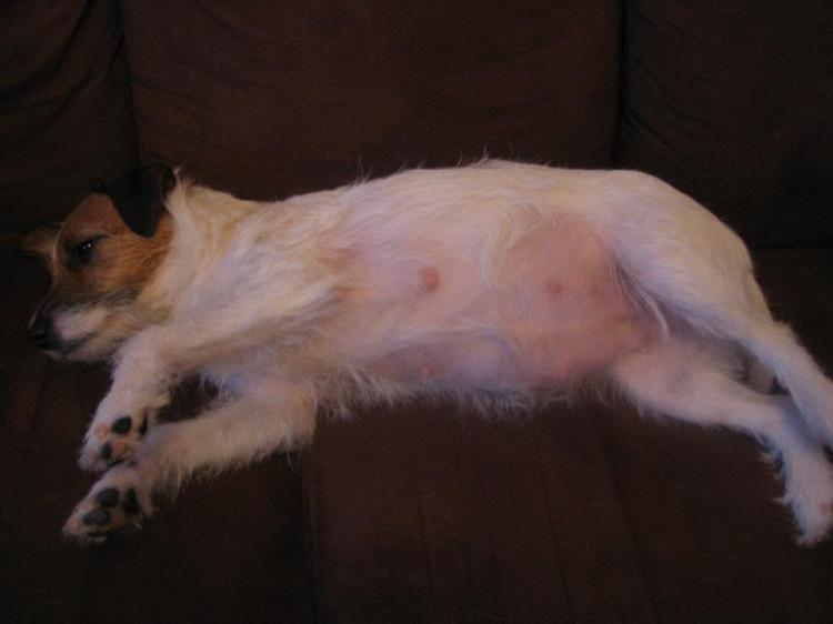 Pepin iso maha, päivä 49 (10.2.)!