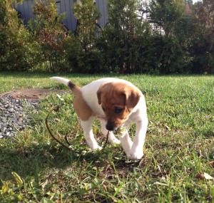 1383884_10202255182366948_1385131162_n