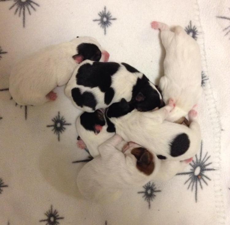 10603548_10205132440696608_6538993235930470571_n