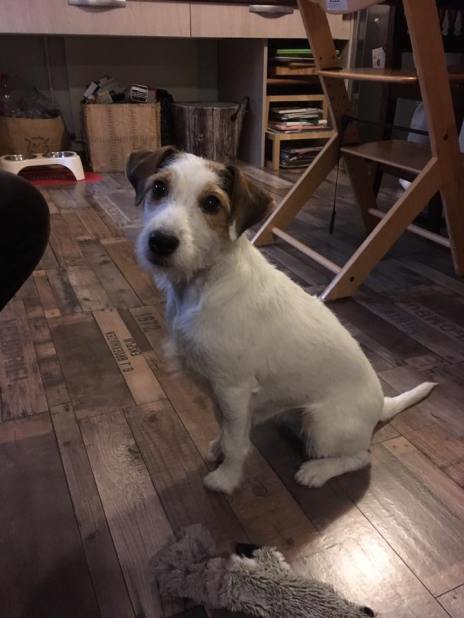 15826397_1159708674142249_2082012577342735565_n