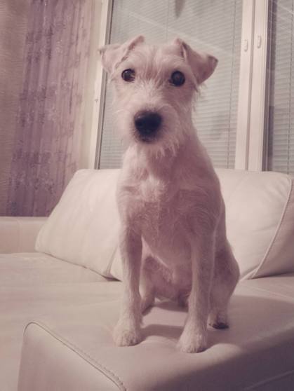 15895710_10209239272556706_4084032530682987685_o