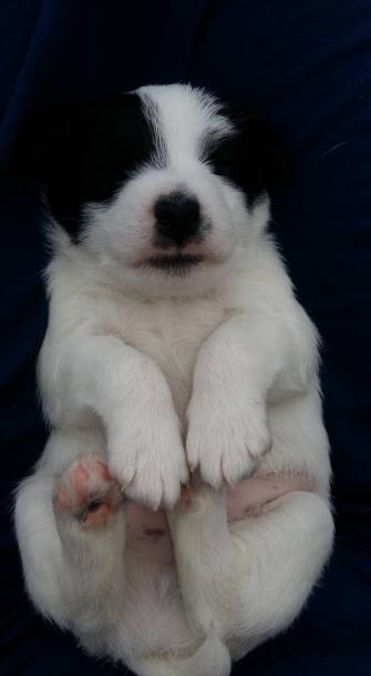 19225340_10213287683452580_2547706418526354268_n